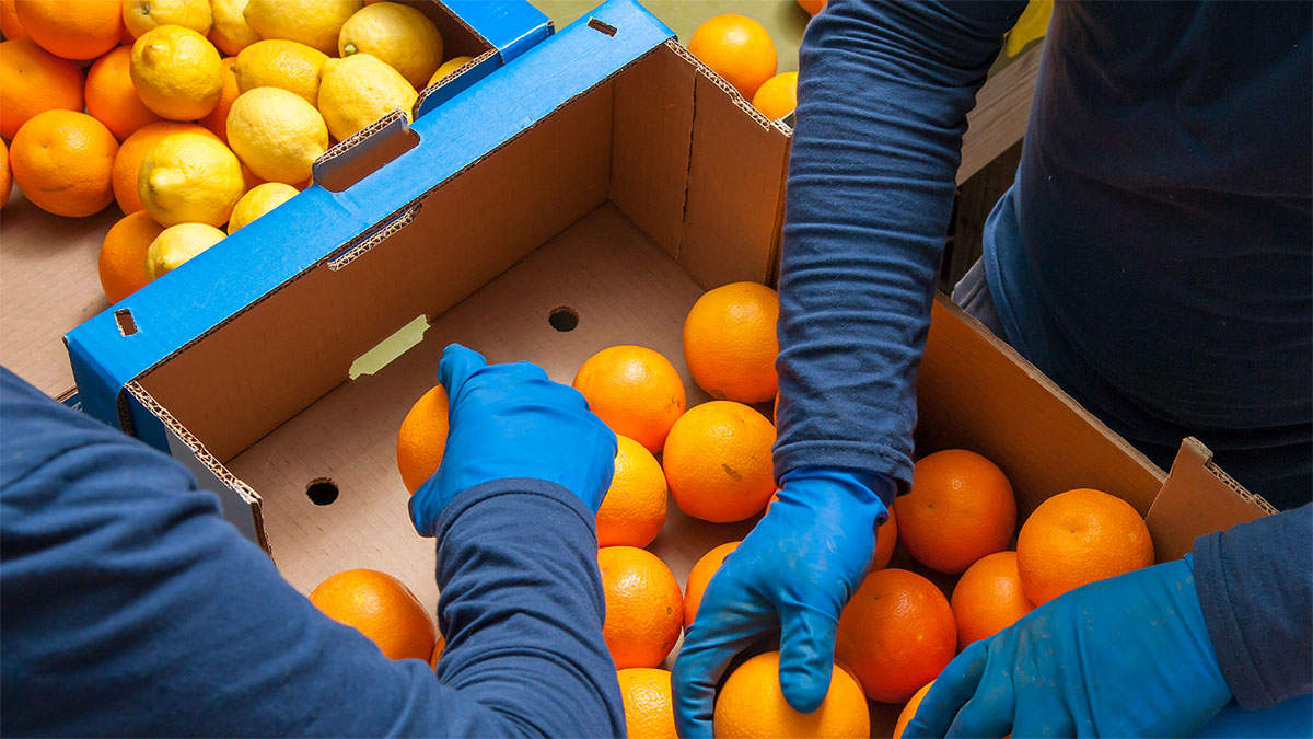 Packing Fruit in Boxes